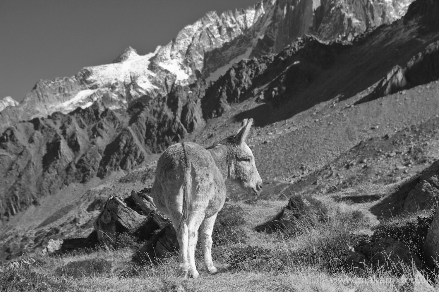 The Alps in b&w