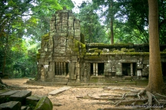 Ta Prohm Temple, Angkor, Cambodia