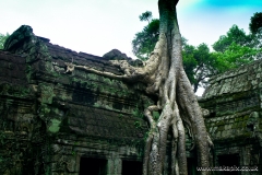 Ta Prohm Temple, Angkor, Cambodia