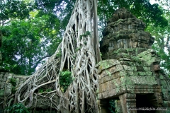 Ta Prohm Temple, Angkor, Cambodia