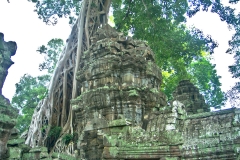 Ta Prohm Temple, Angkor, Cambodia