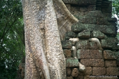 Ta Prohm Temple, Angkor, Cambodia