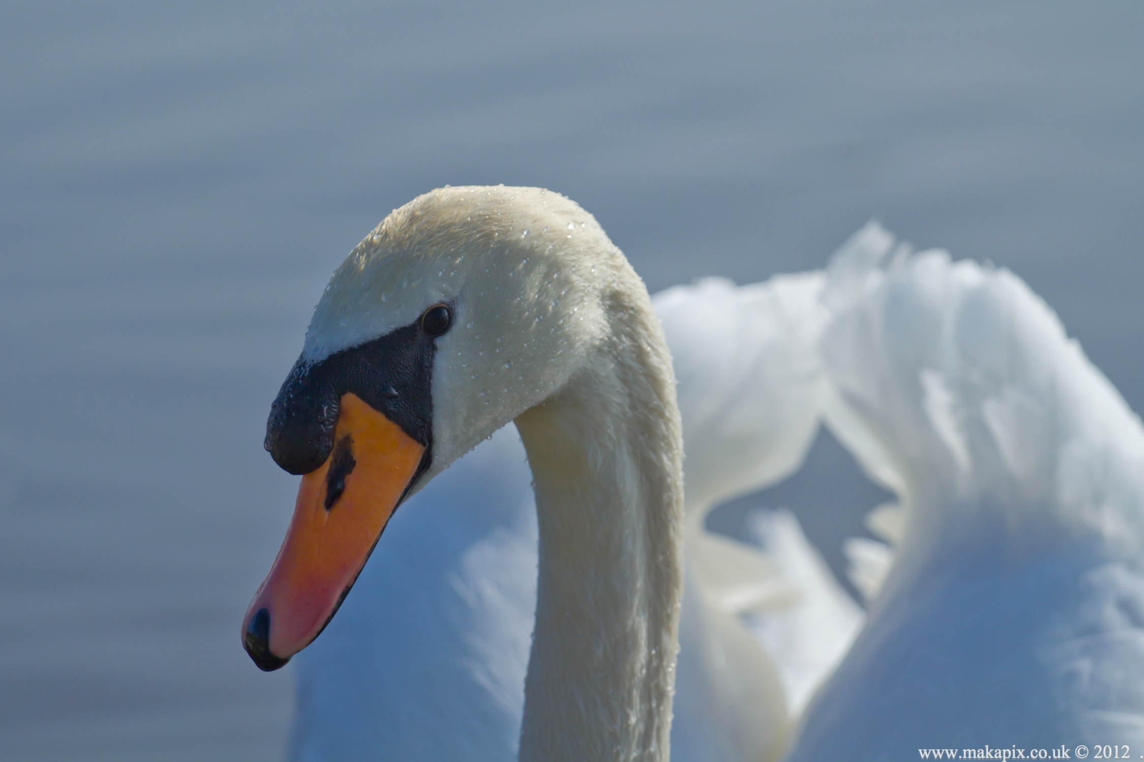 Bushy Park ,London UK 2012