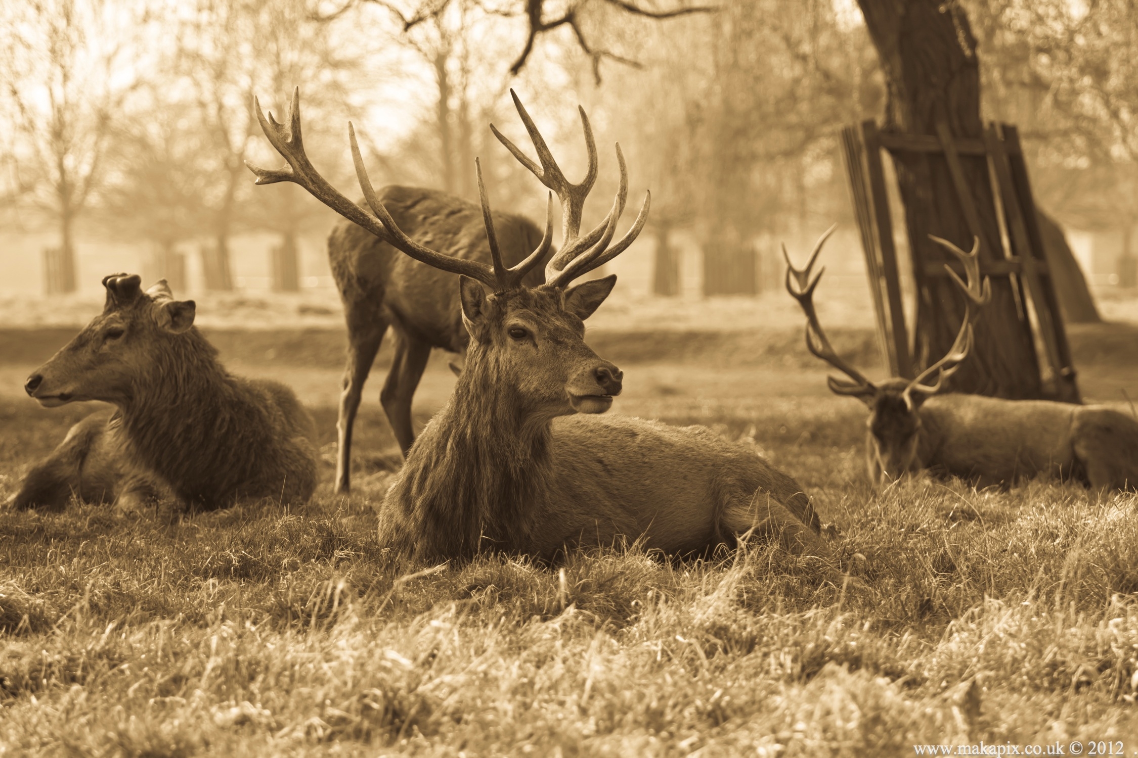 Bushy Park ,London UK 2012