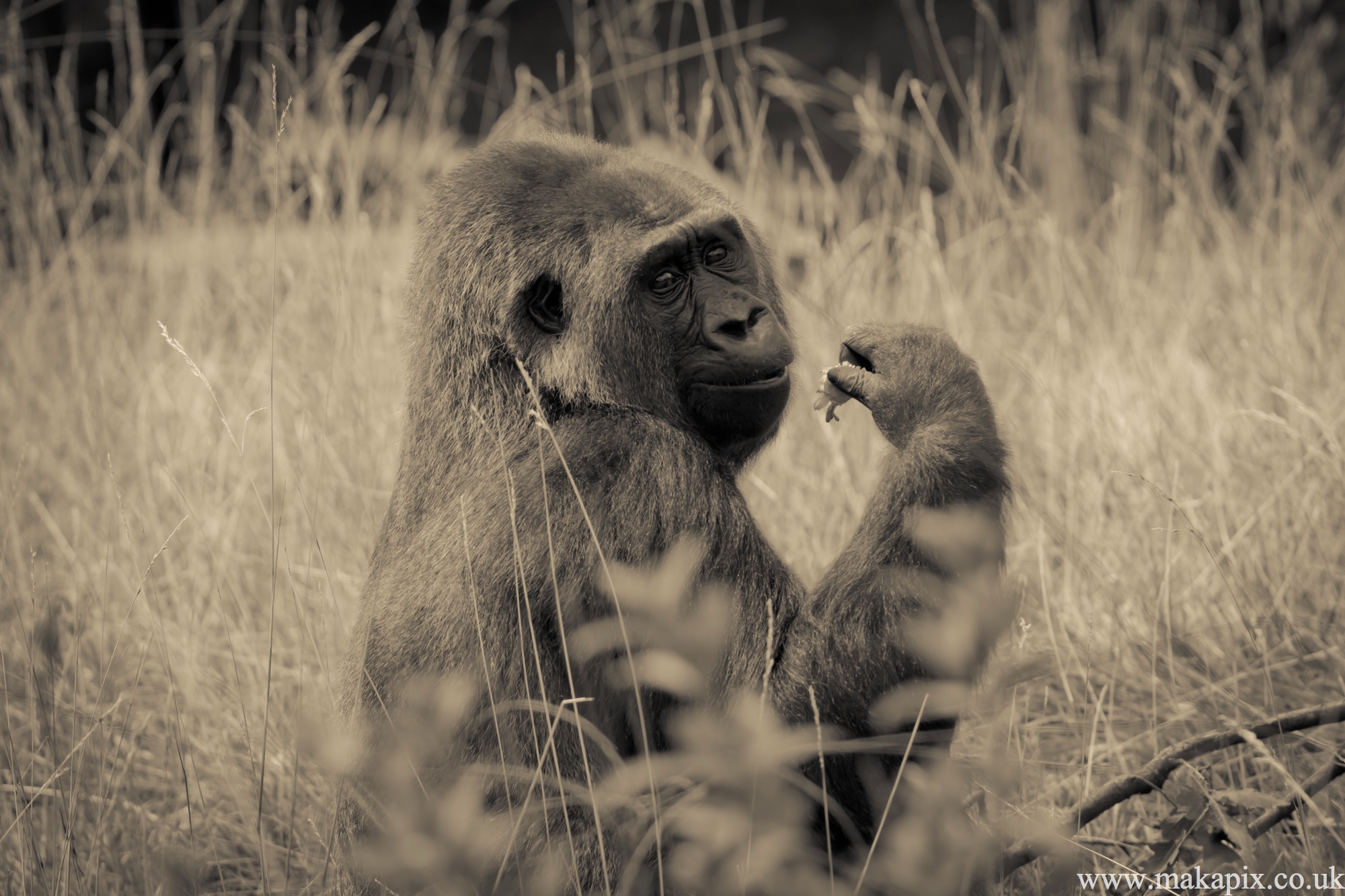 london zoo 2012