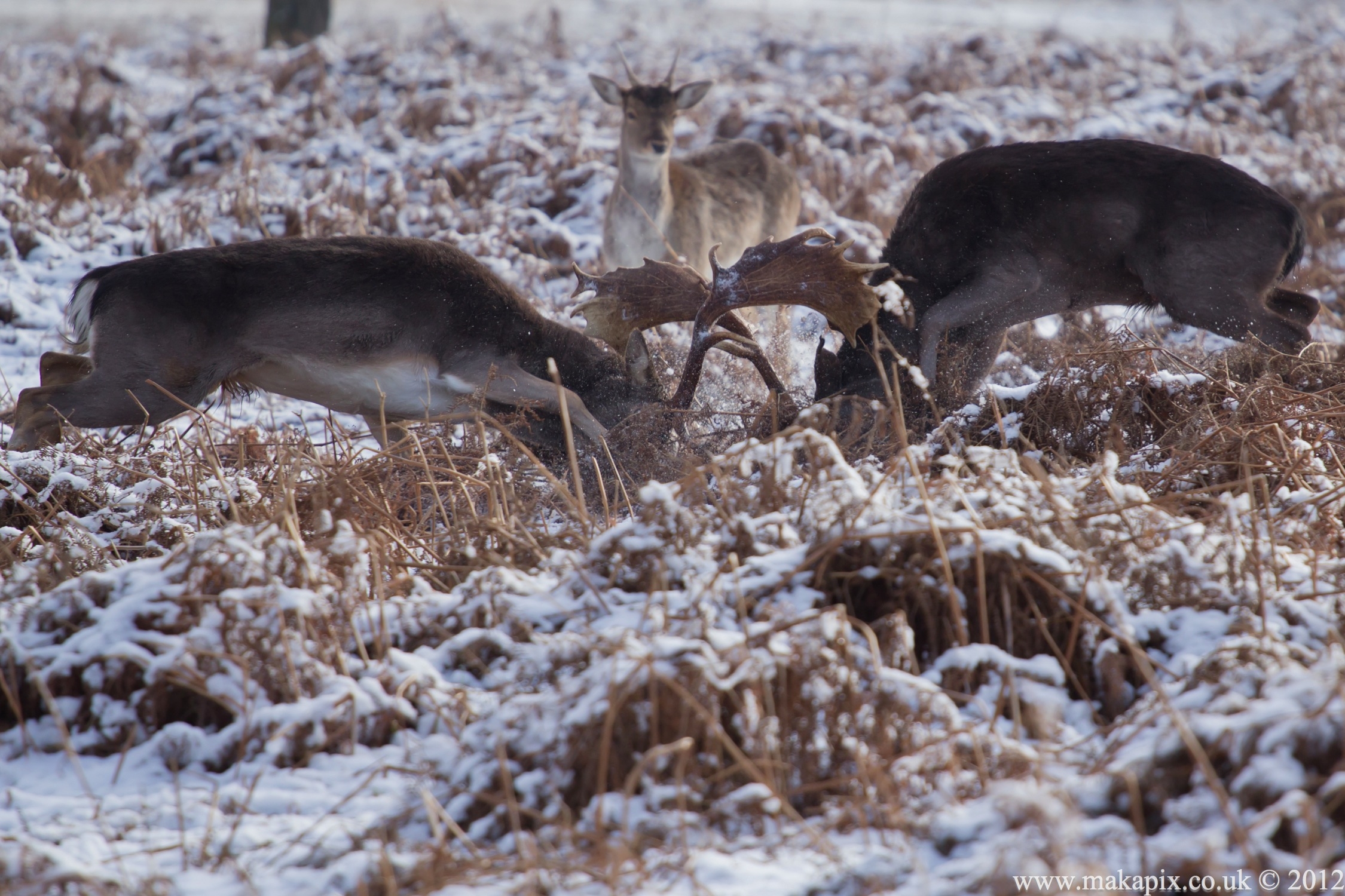 Bushy Park ,London UK 2012