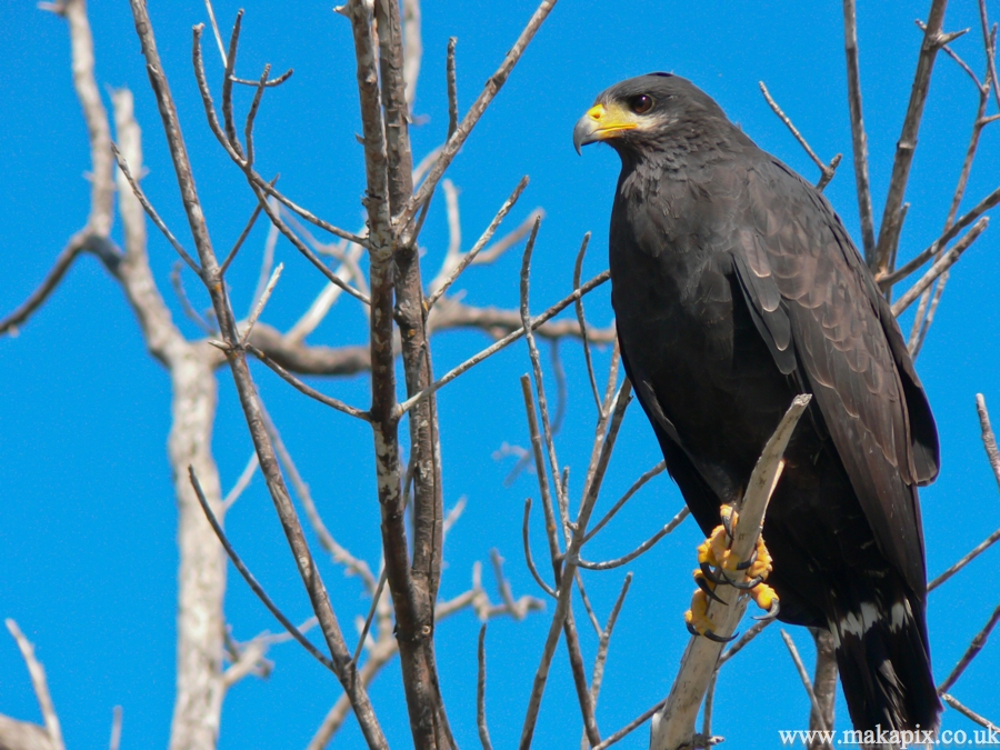 eagle ,Mexico 2006