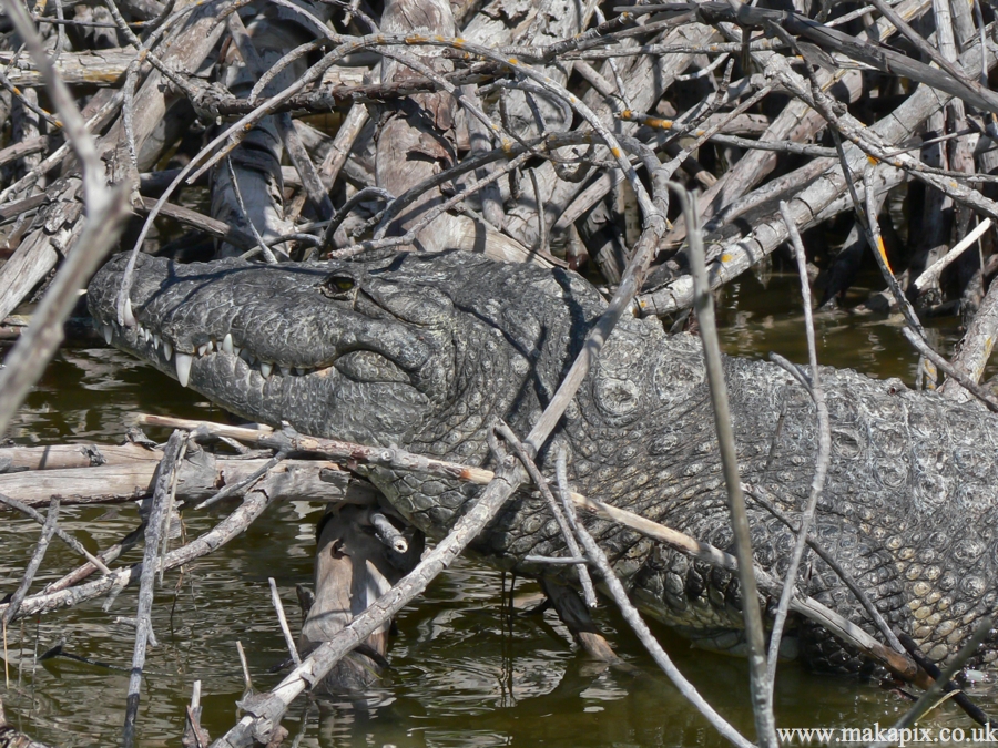 crocodile ,Mexico 2006