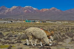 Alpacas and volcanoes , Arequipa, Peru