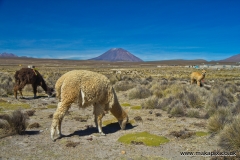 Alpacas and Volcano Misti, Arequipa, Peru