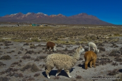 Alpacas and volcanoes , Arequipa, Peru