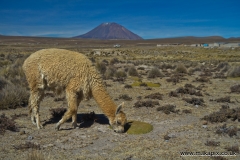 Alpacas and Volcano Misti, Arequipa, Peru