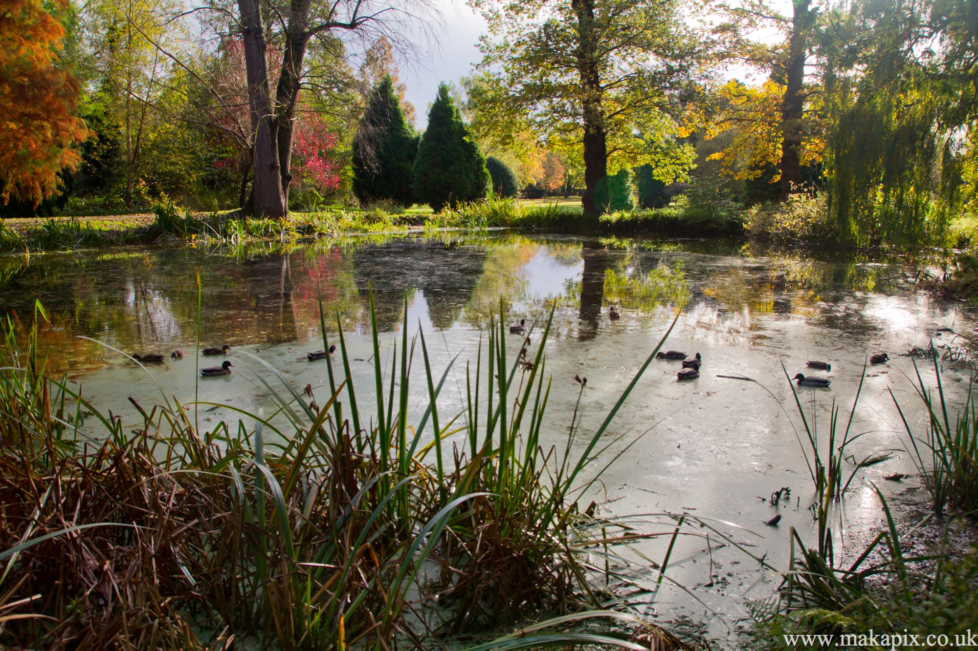 bushy park, london 2012