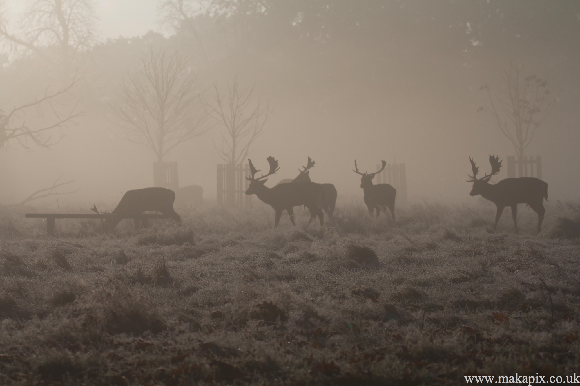 bushy park, london 2012