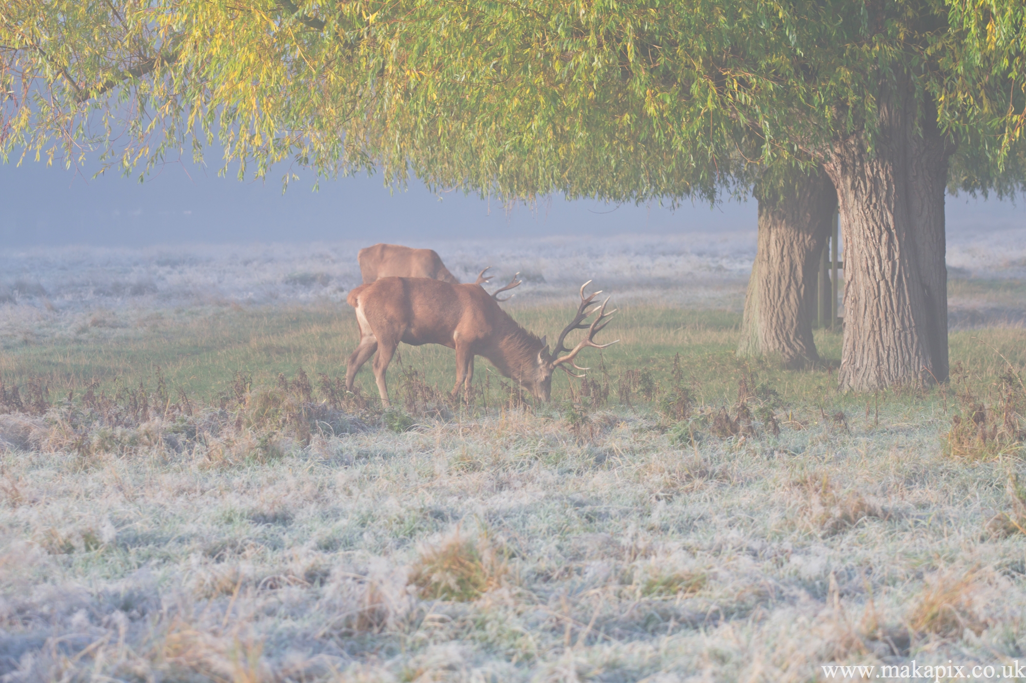 bushy park, london 2012