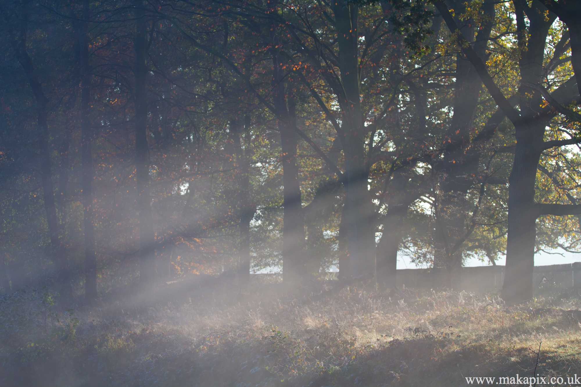 bushy park, london 2012