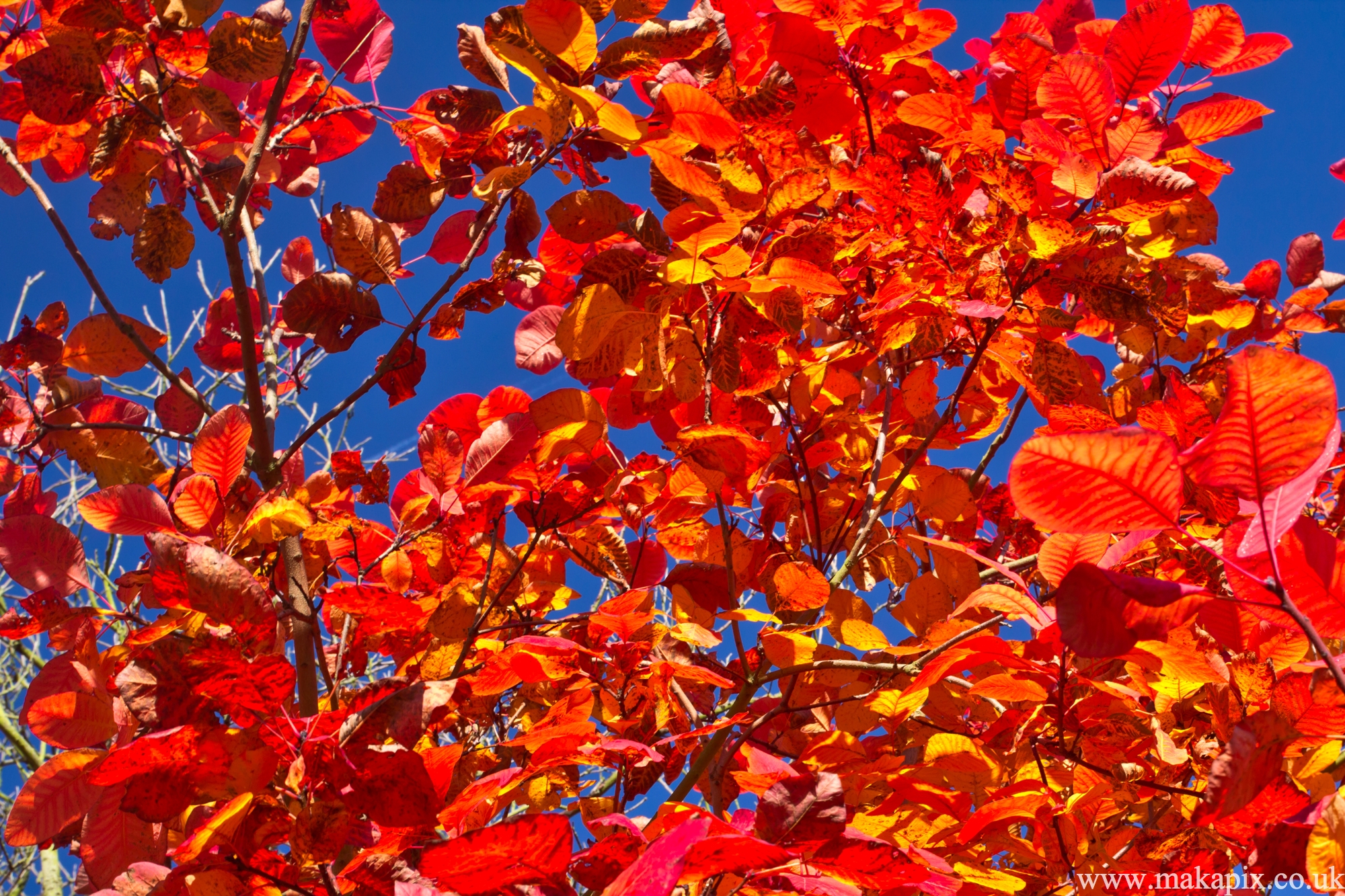 kew gardens, london 2012