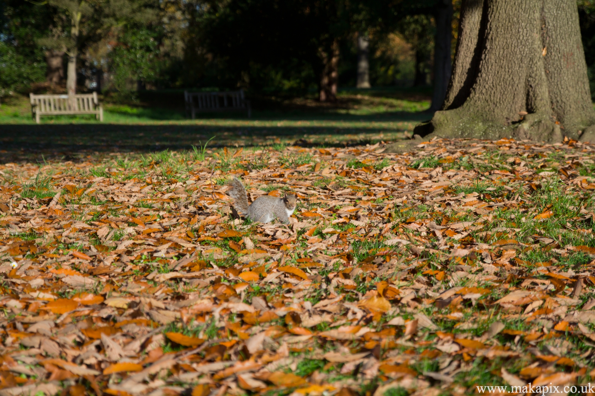 kew gardens, london 2012