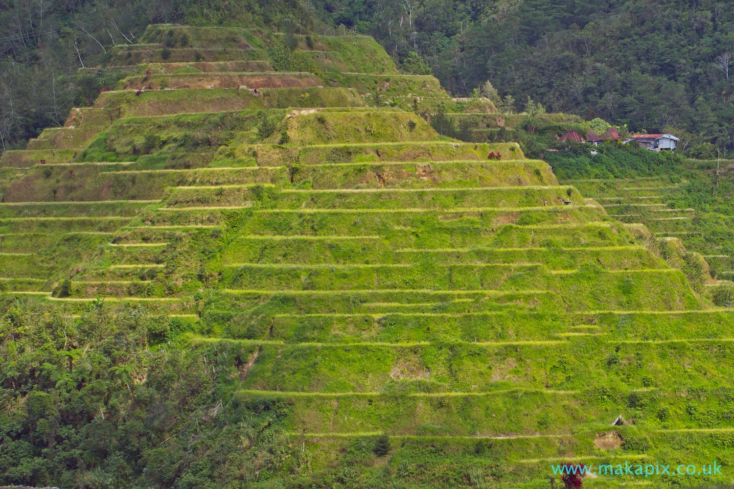 Batad Rice Terraces