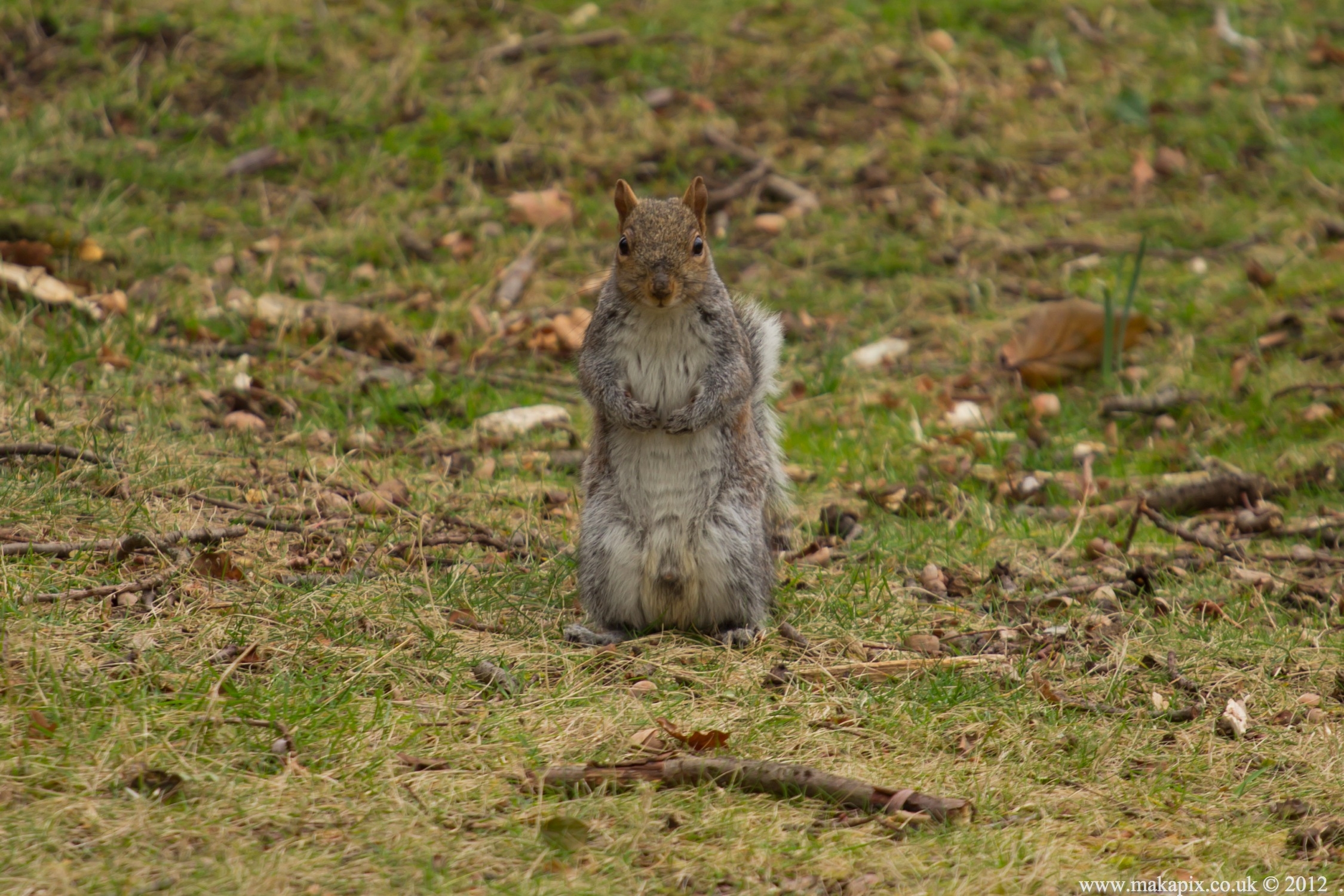 Bushy Park, Teddington