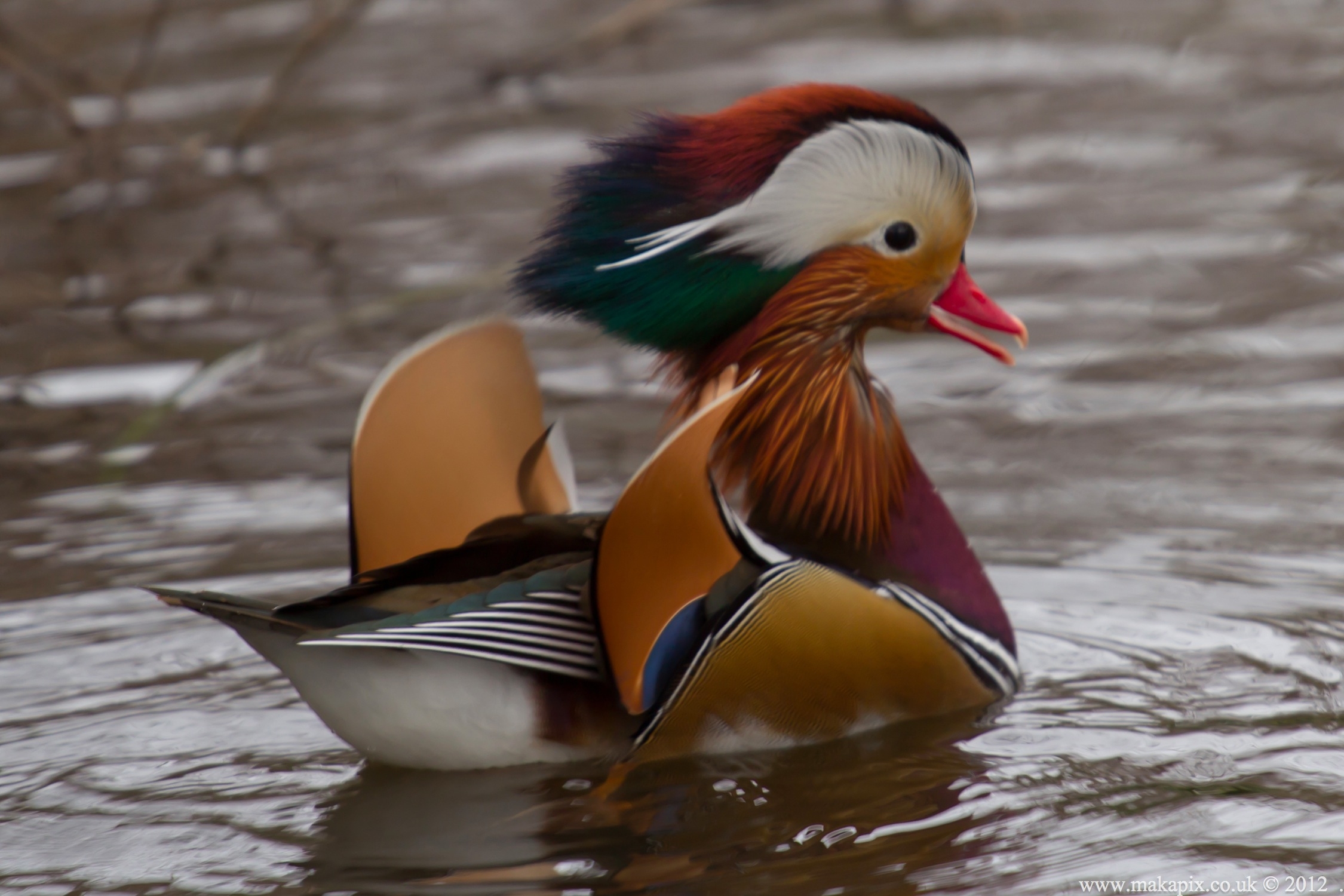 Bushy Park, Teddington