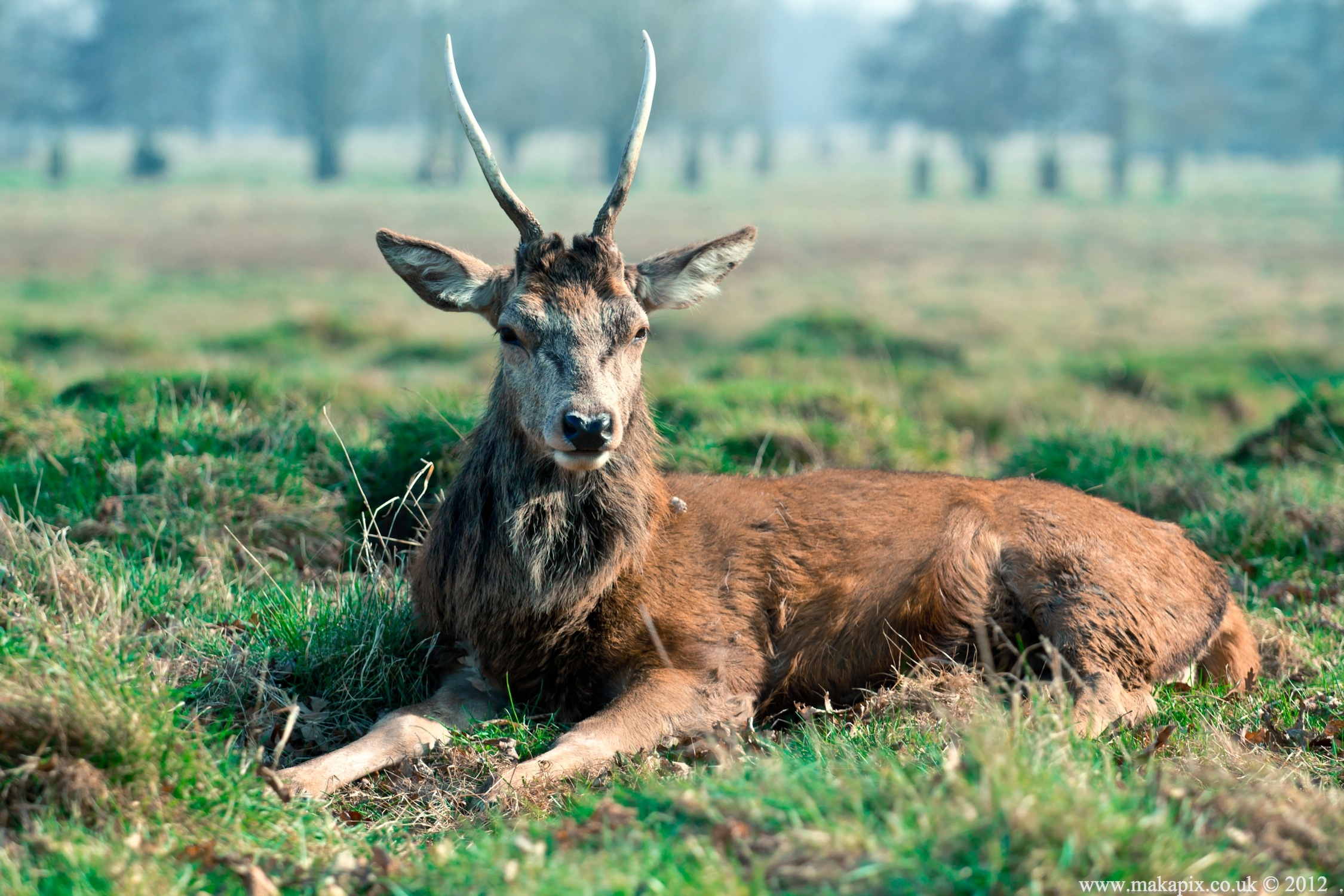 Bushy Park, Teddington