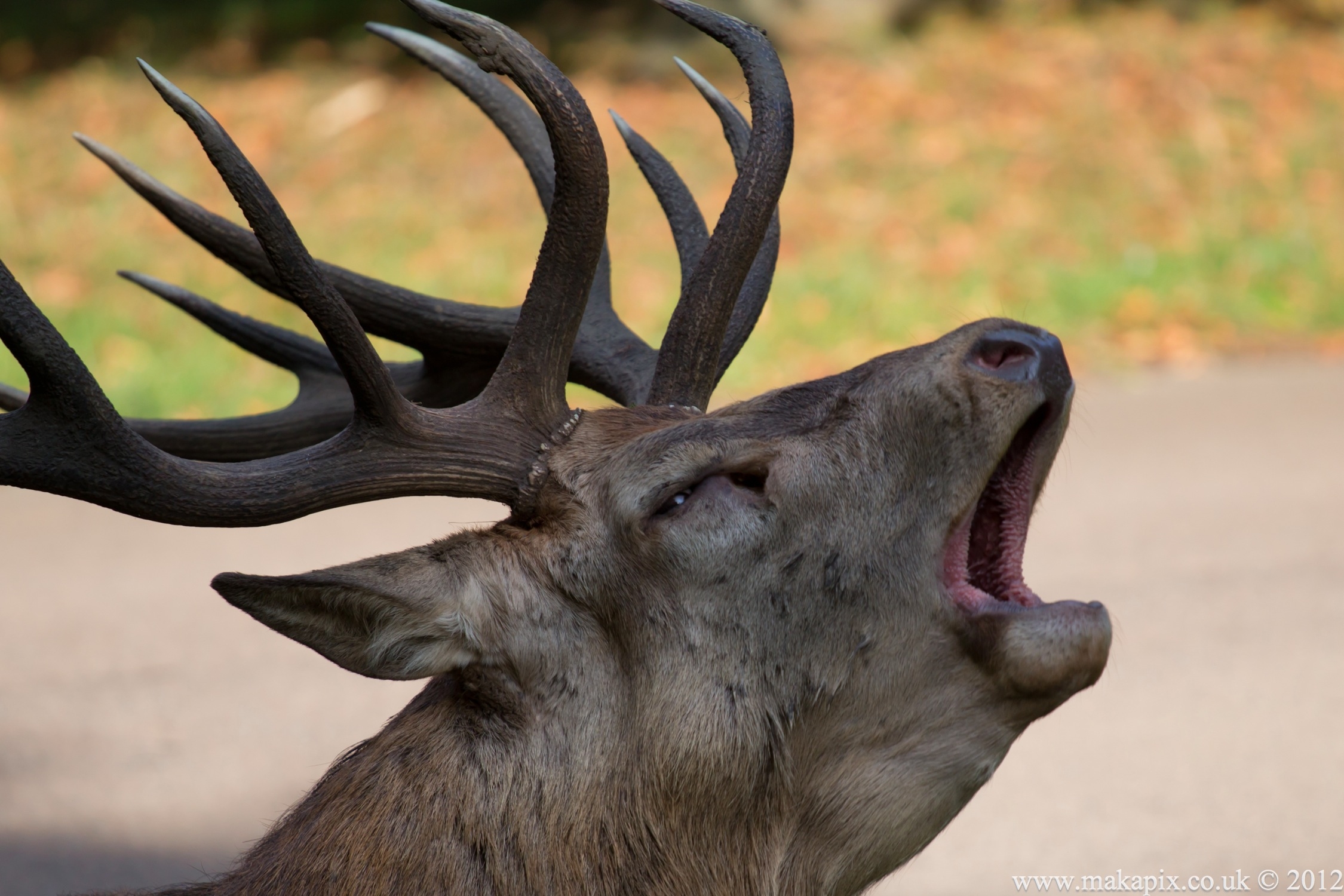 Bushy Park, Teddington