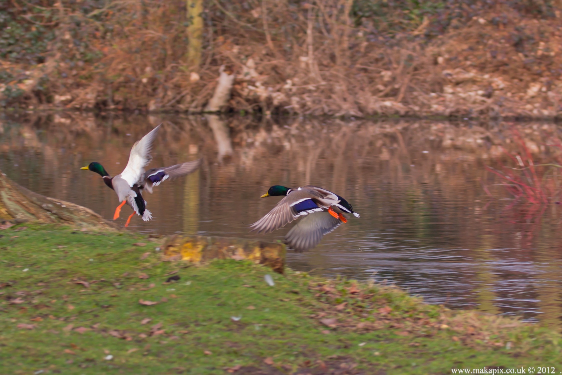 Bushy Park, Teddington