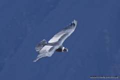 Andean condors circle above the Colca Canyon, Peru