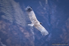 Andean condors circle above the Colca Canyon, Peru