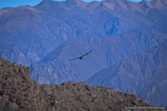 Andean condors circle above the Colca Canyon, Peru