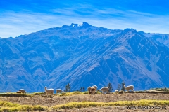 Colca Canyon, Peru, famed as one of the world's deepest