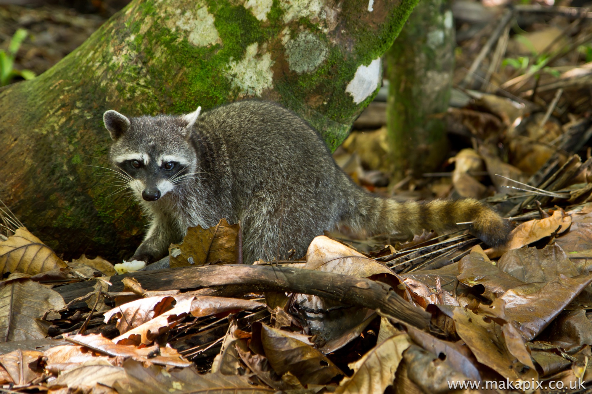 Raccoon, Costa Rica