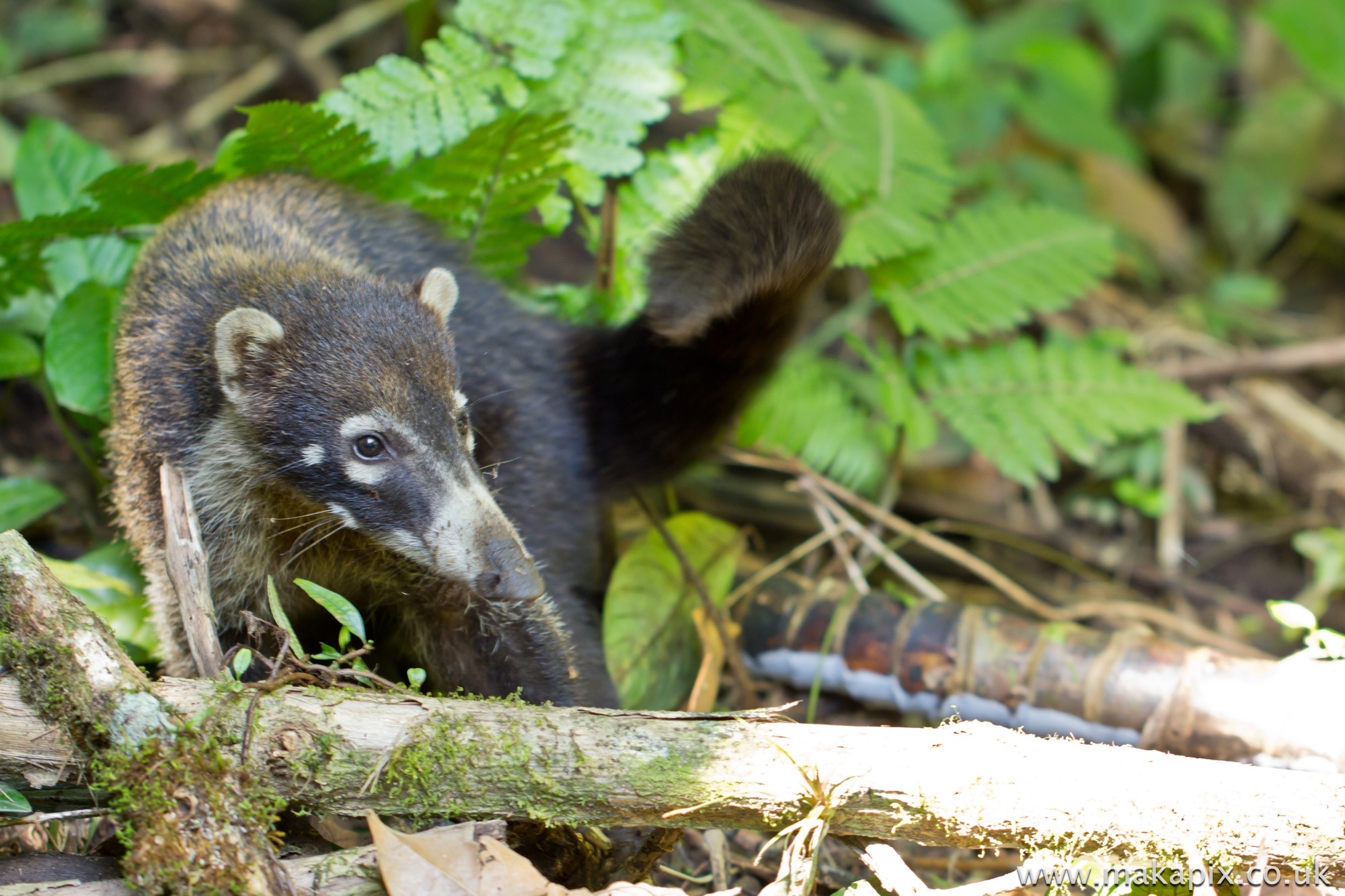 Coati, Costa Rica 2014