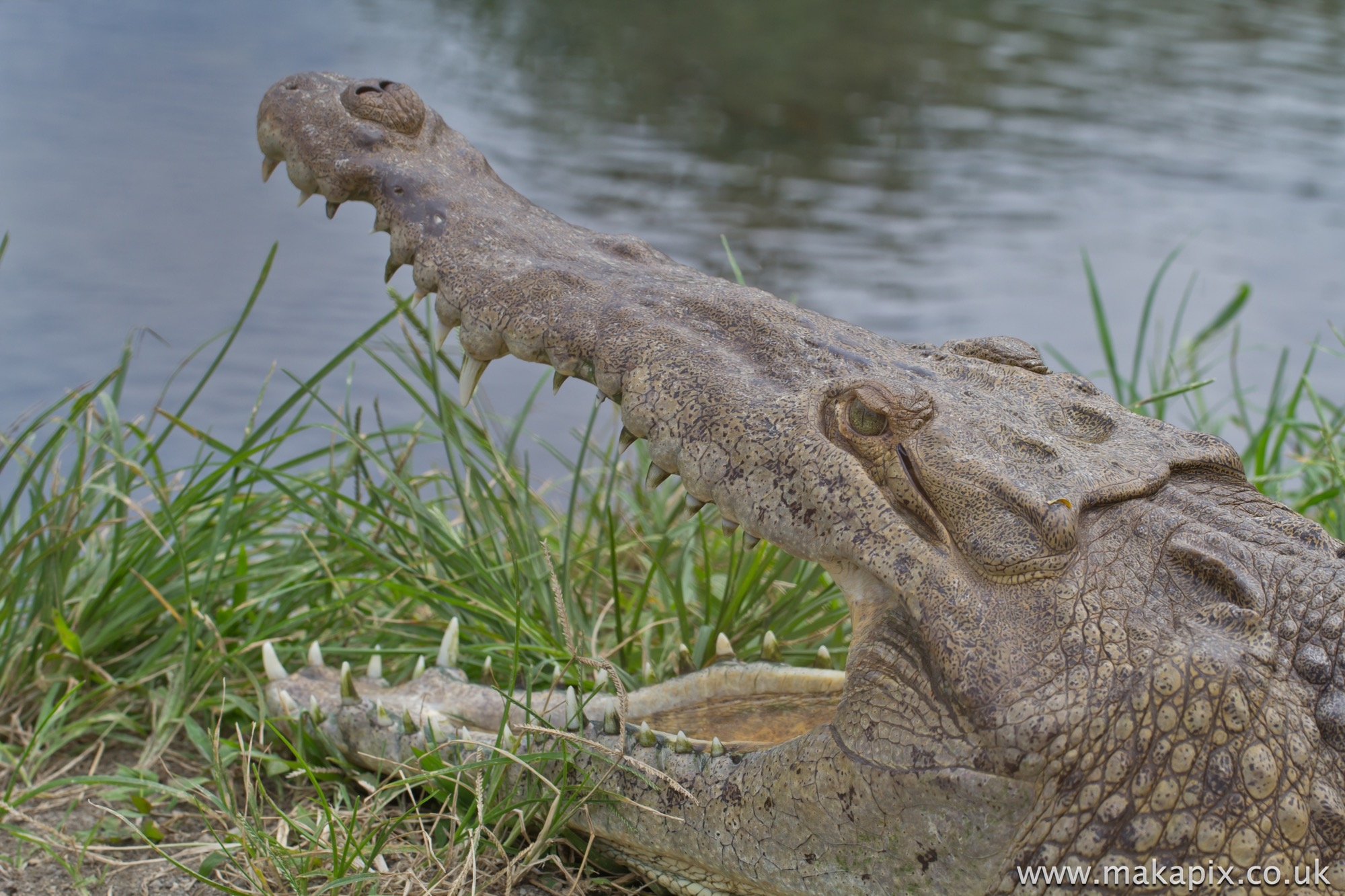 Crocodile, Costa Rica 2014