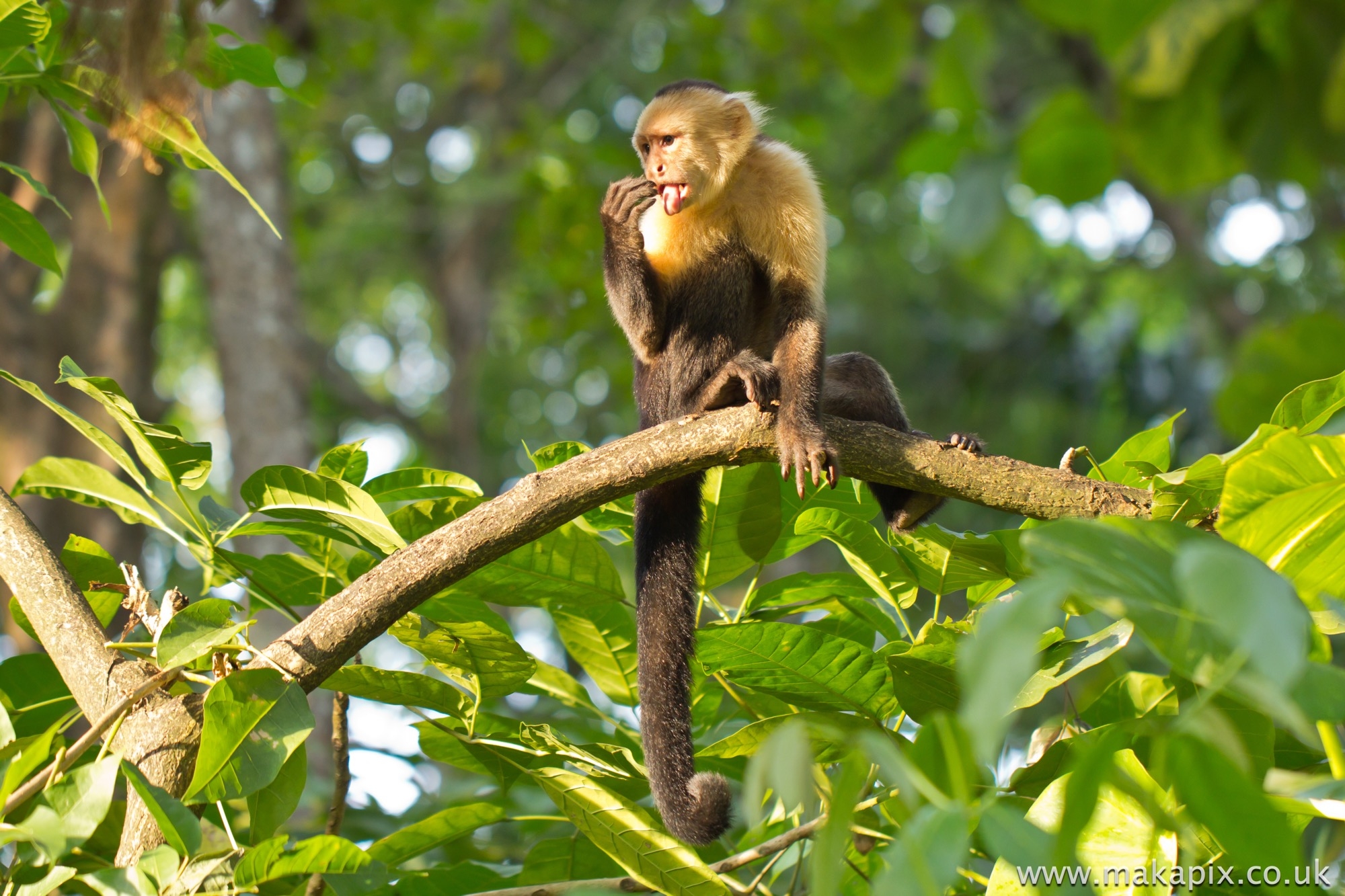 Capuchin Monkey, Costa Rica