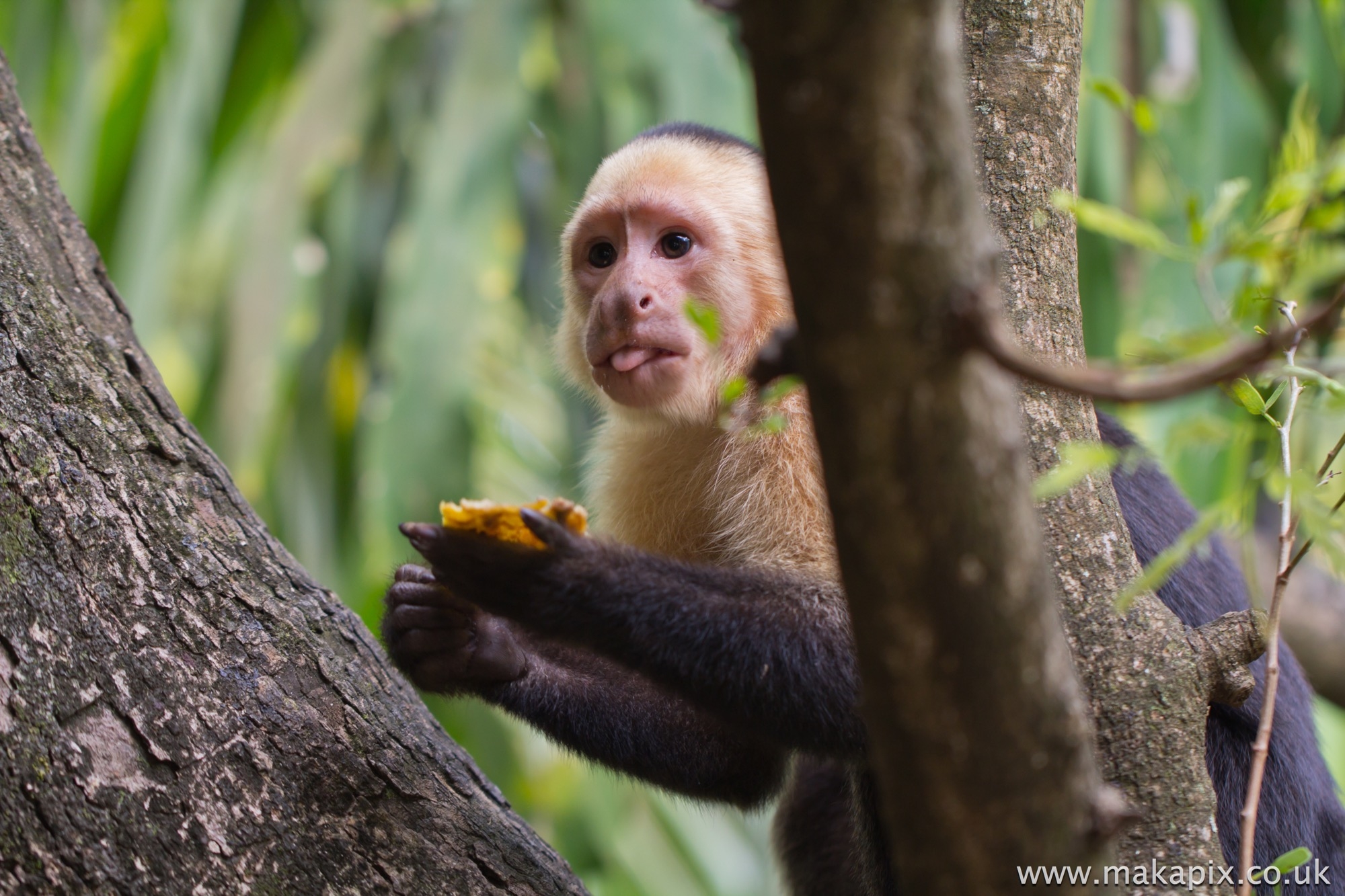 Capuchin Monkey, Costa Rica