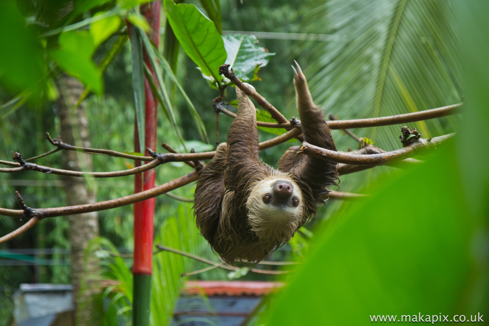 Two Toed Sloth, Costa Rica