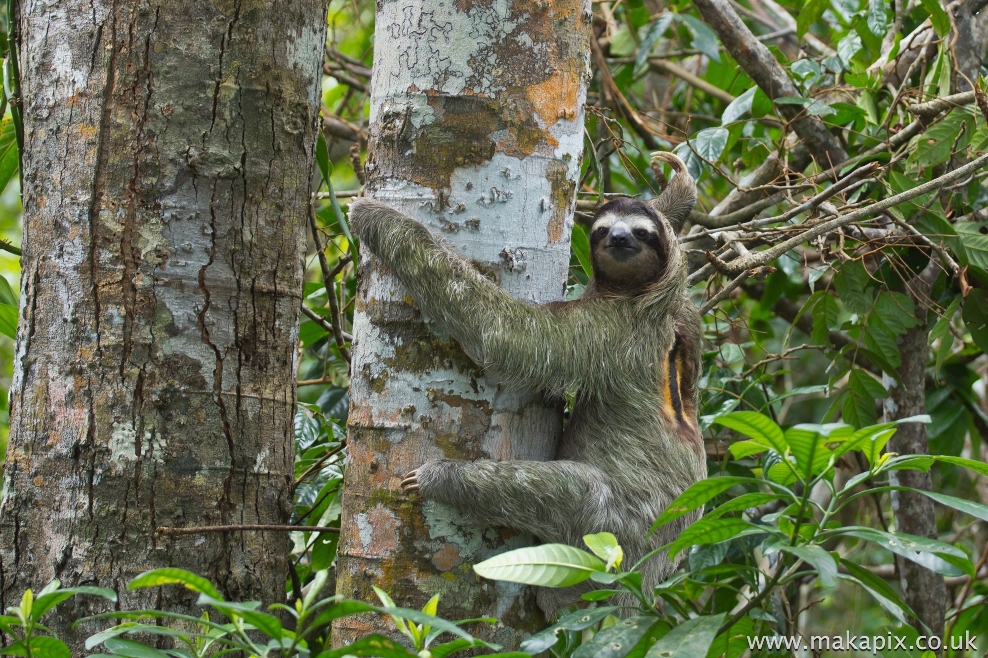 Three Toed Sloth, Costa Rica