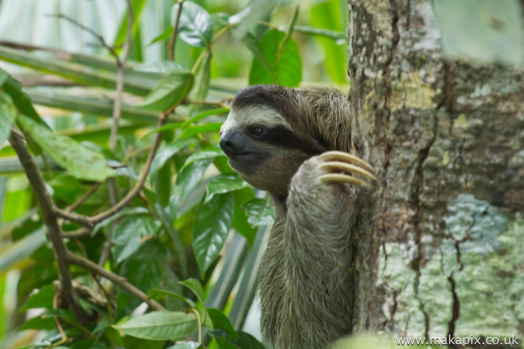 Three Toed Sloth, Costa Rica