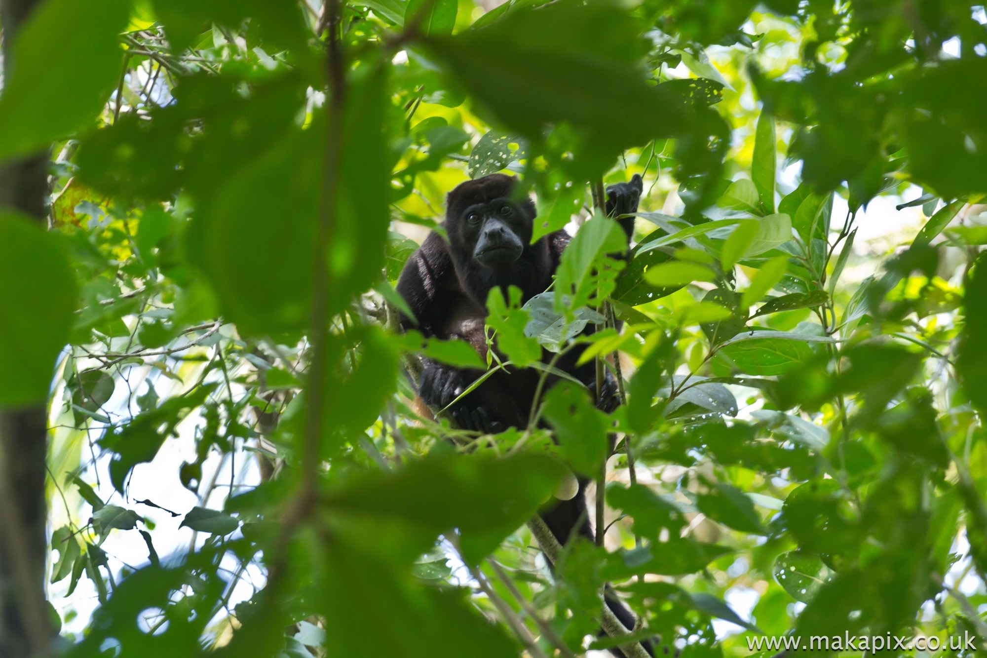 Mantled Howler Monkey, Costa Rica