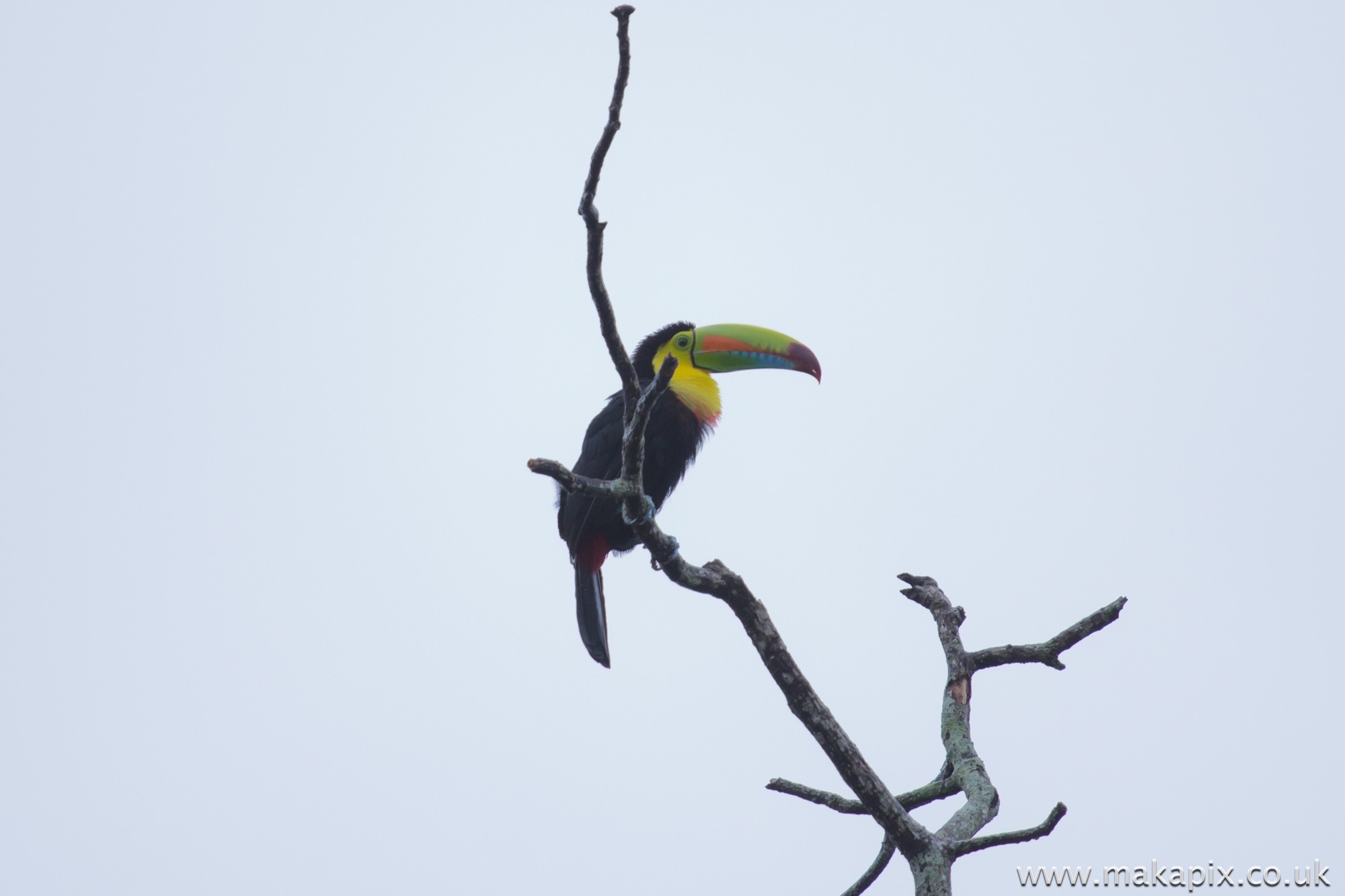 Tucan, Costa Rica