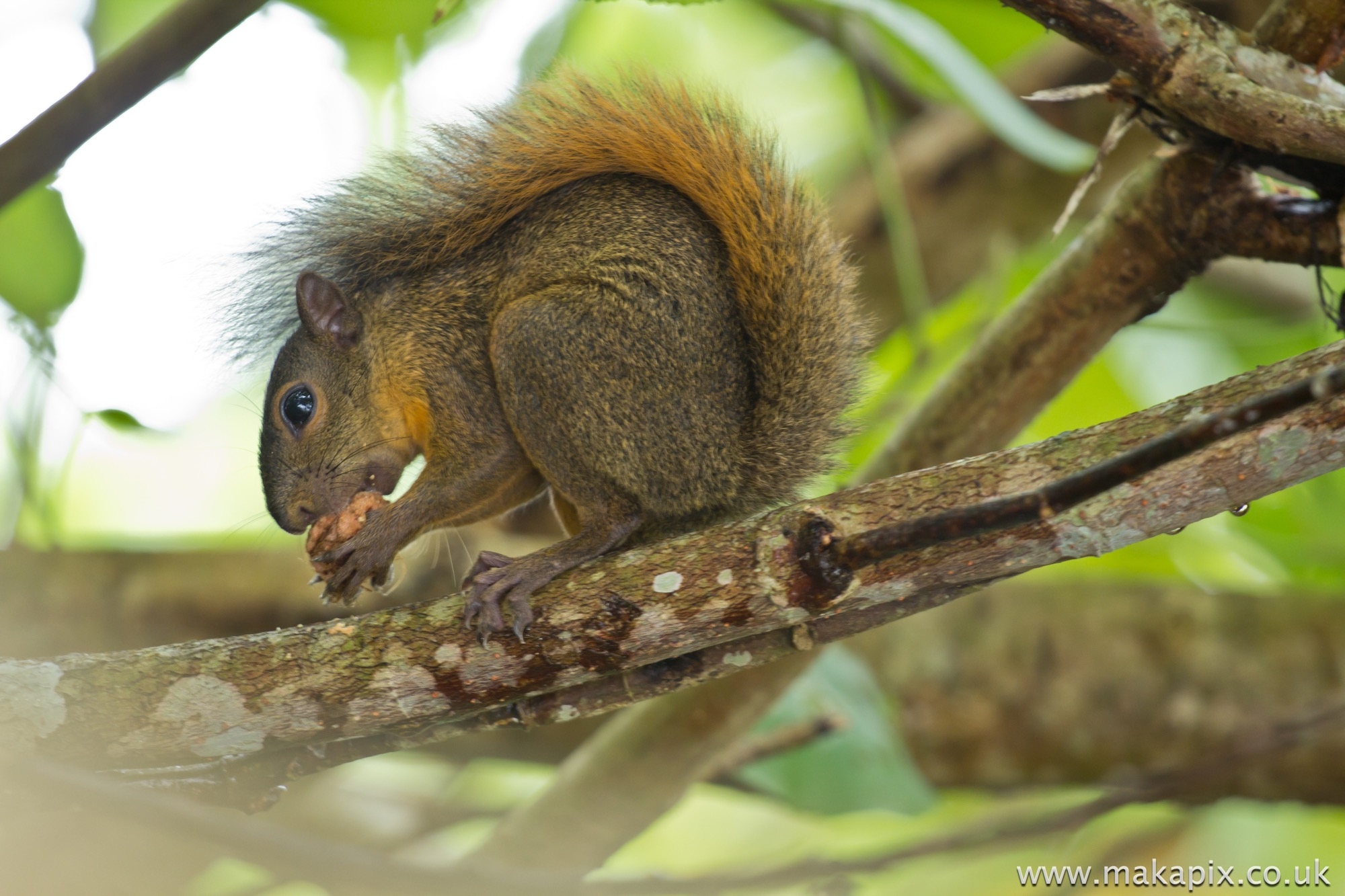 Squirrel, Costa Rica