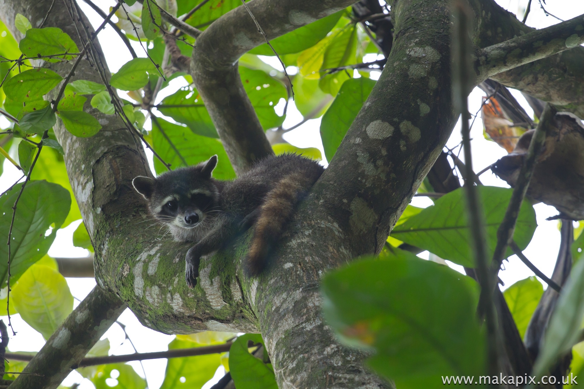 Raccoon, Costa Rica