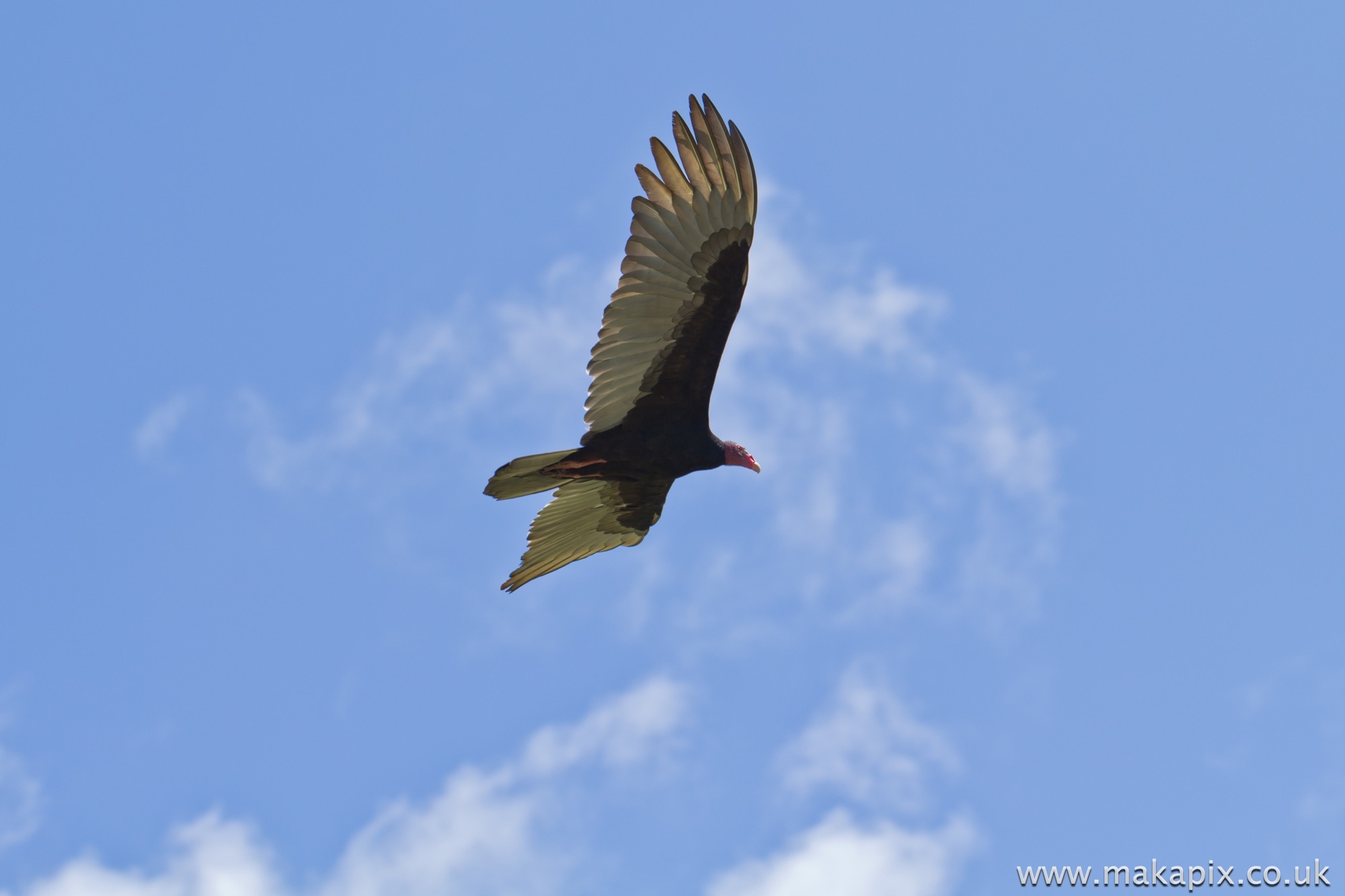 Turkey Vulture, Costa Rica
