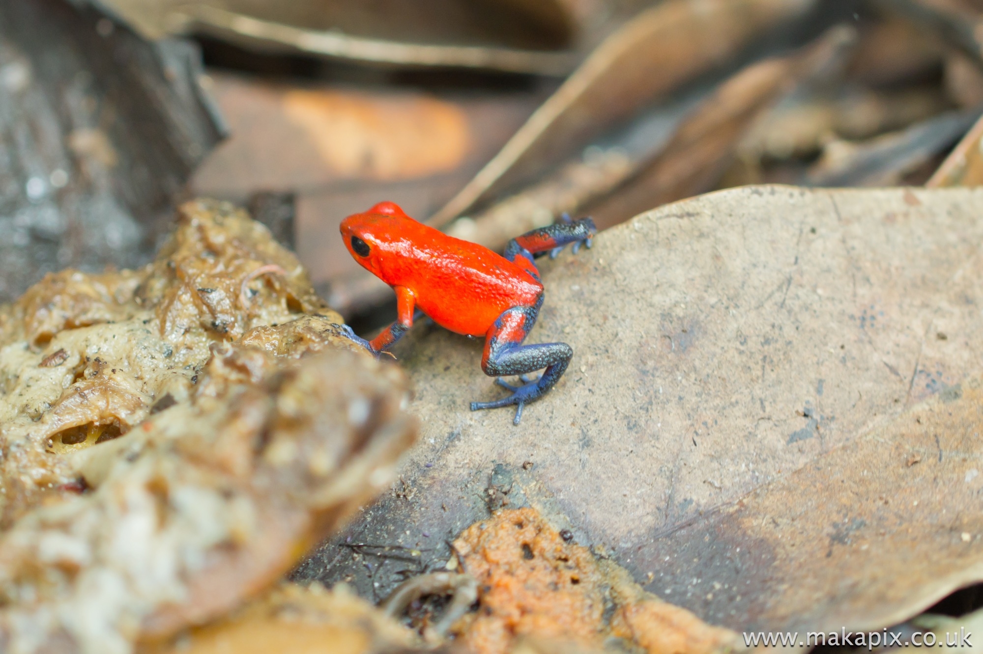 Strawberry poison-dart frog