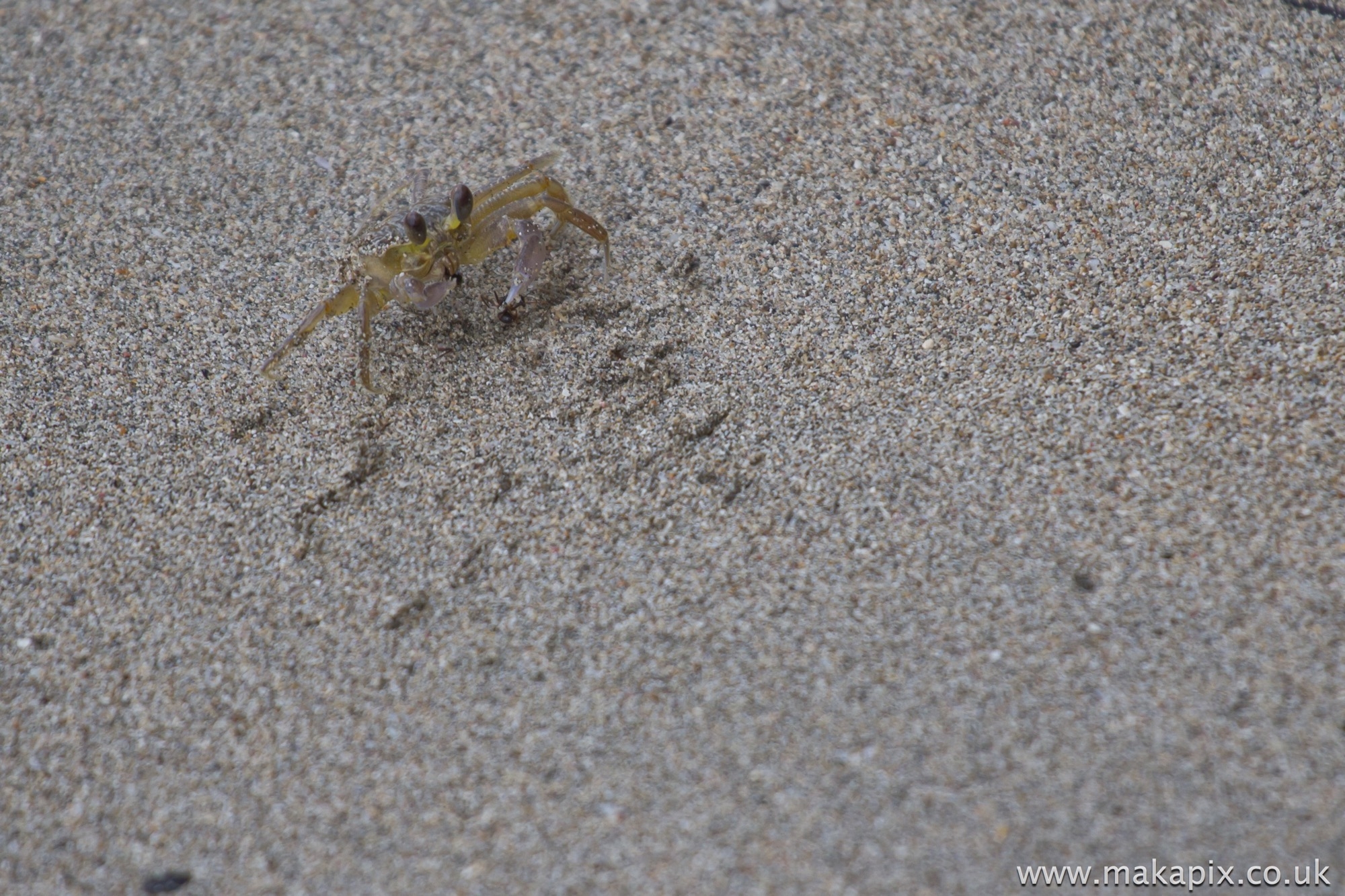 Crab, Costa Rica 2014