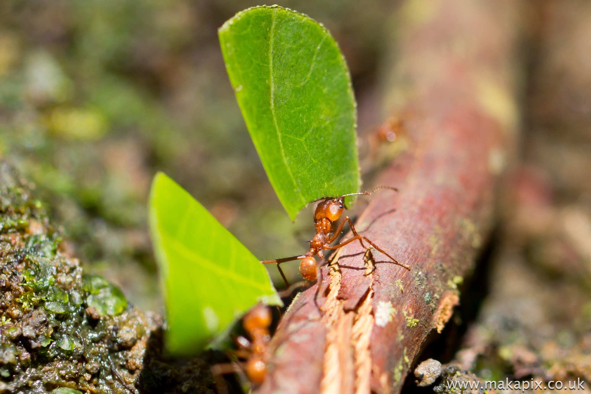 Leaf Cutter Ant Costa Rica 2014