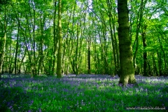 Bluebells in Cranham Brickfields, Essex, England