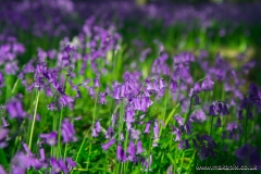 Bluebells in Cranham Brickfields, Essex, England